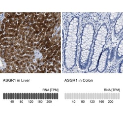 ASGPR1 Antibody, Novus Biologicals 0.1mL; Unlabeled:Antibodies, Polyclonal